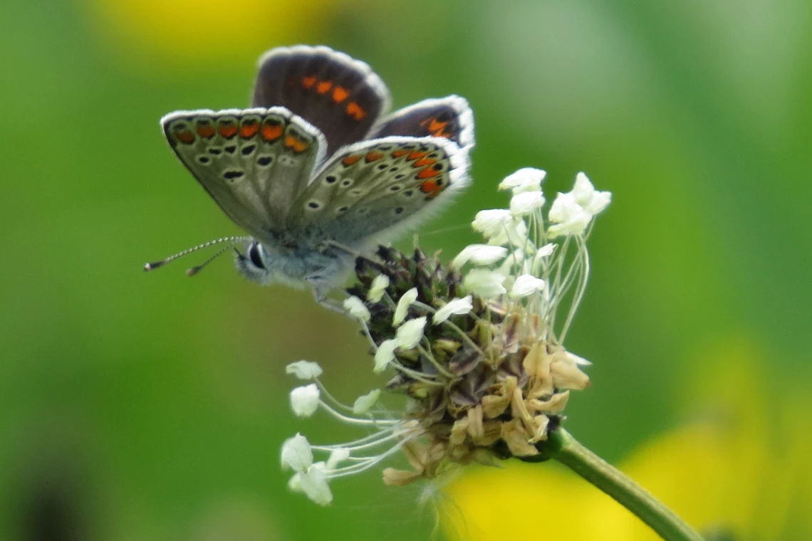 Holidays for Butterfly Enthusiasts
