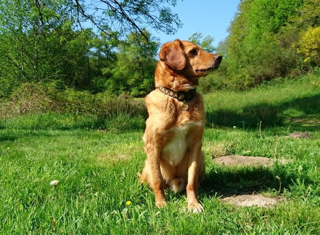 Dog Friendly Accommodation in France