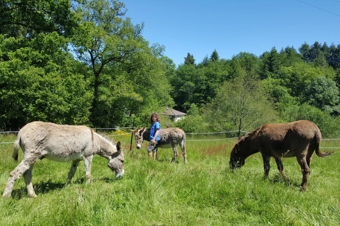 Donkeys at French Gites
