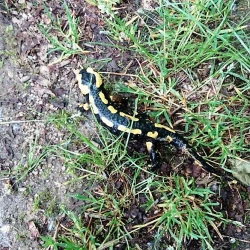 Natuurvakantie met salamanders. Frankrijk