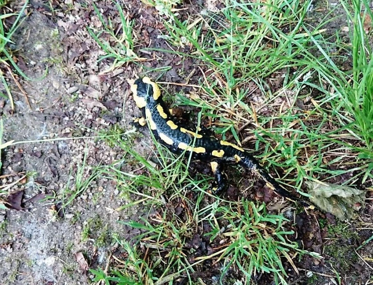 Nature holiday with newts. France