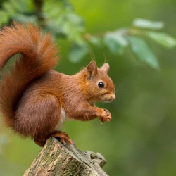 Holidays with red squirrels