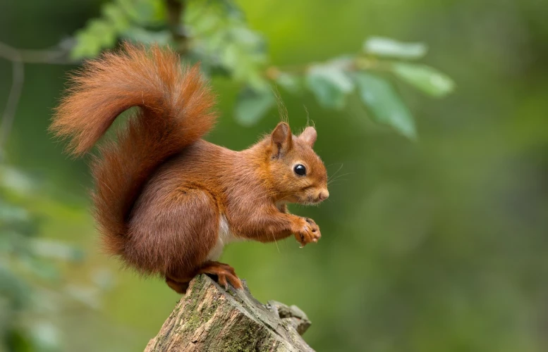 Holidays with red squirrels