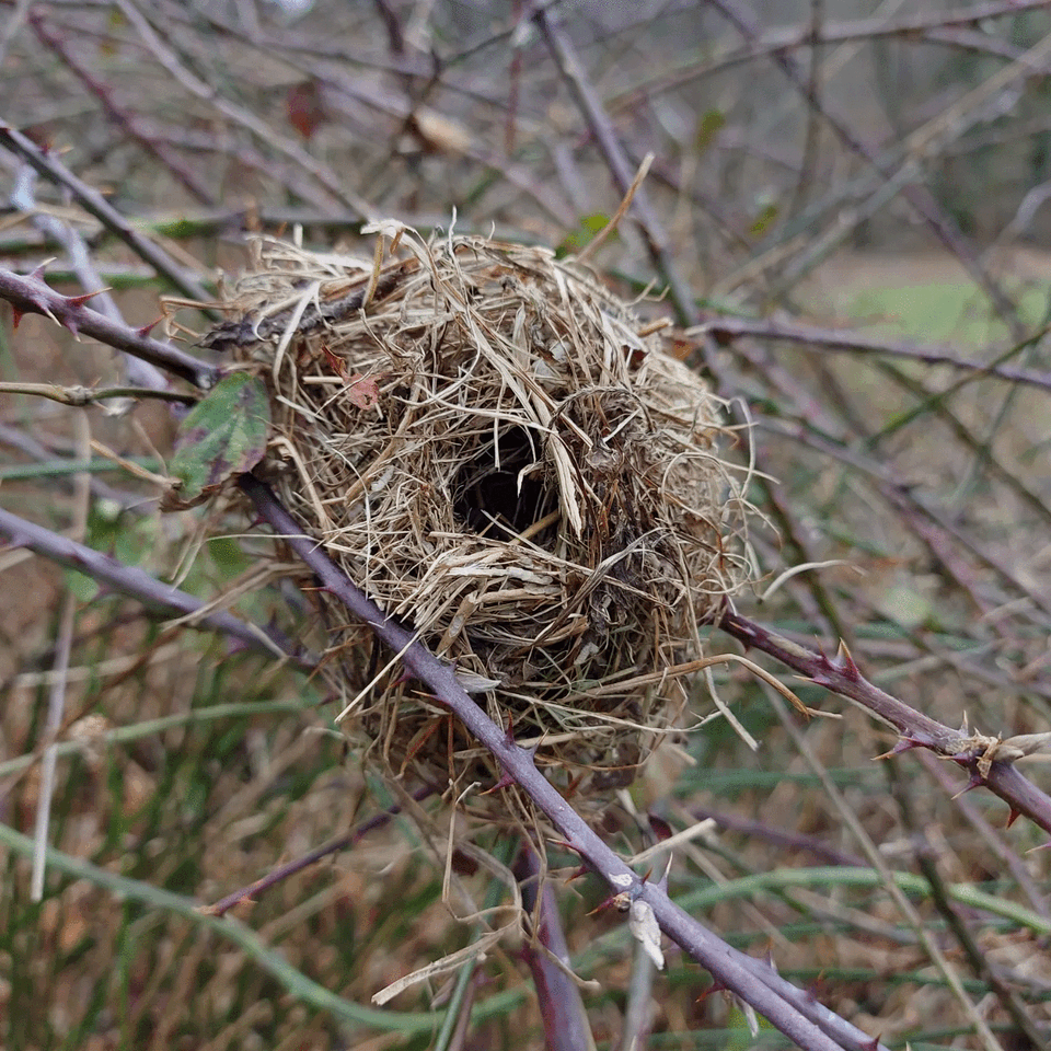Harvest Mice at the Mill: Harvest mouse nest at Le Moulin de Pensol