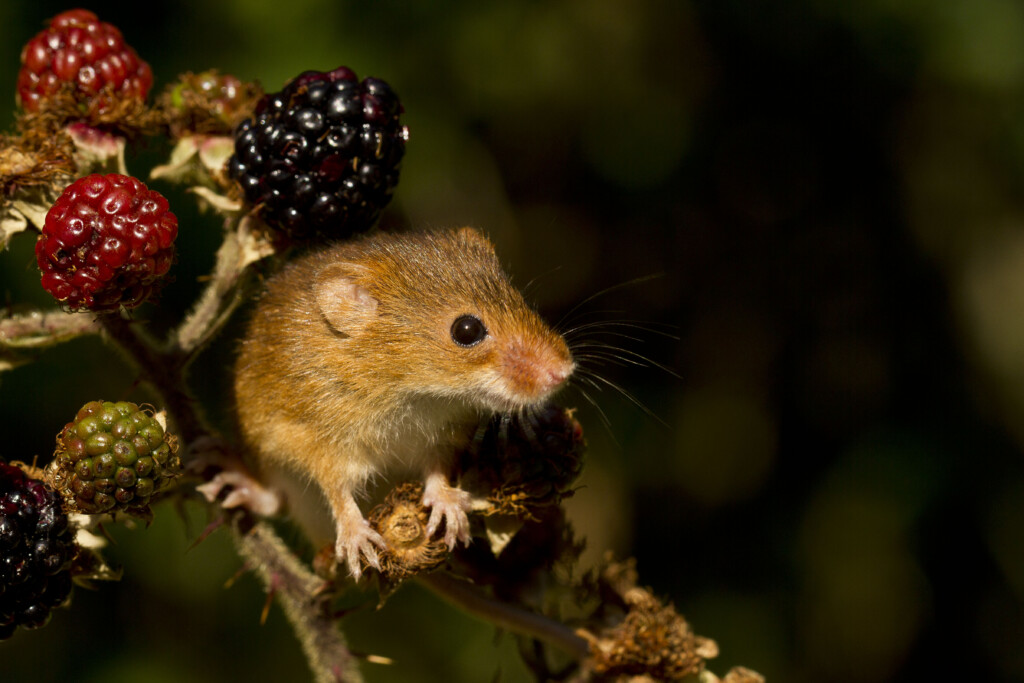 Harvest mouse on brambles by Jerry Kinsley