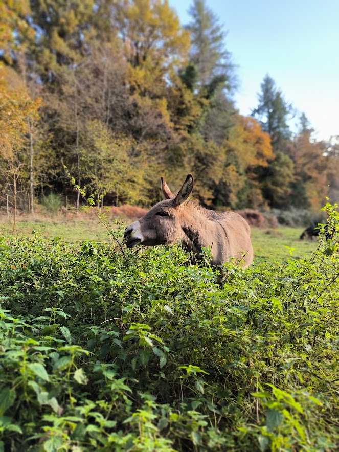 Donkey, grazing, ungulate, rewilding, browsing.