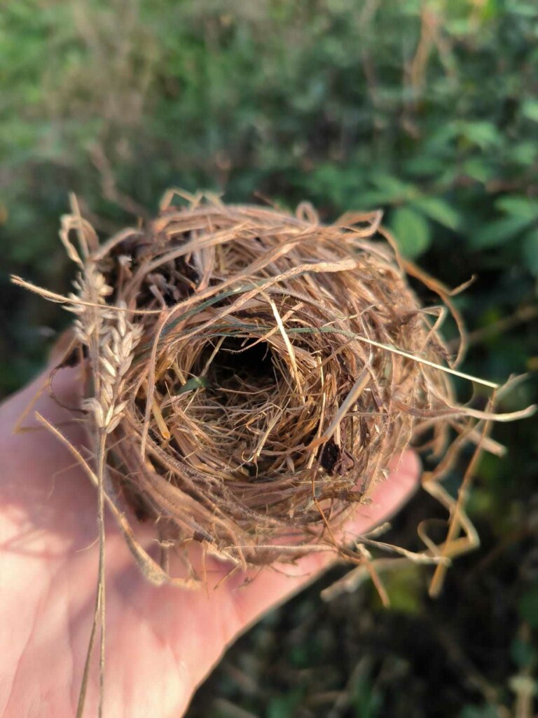 A harvest mouse nest.